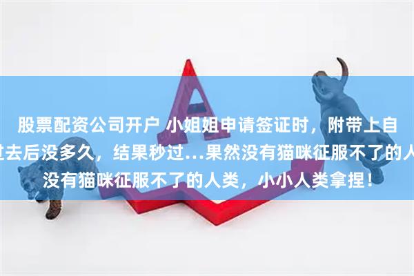 股票配资公司开户 小姐姐申请签证时，附带上自家猫照片上去，发过去后没多久，结果秒过…果然没有猫咪征服不了的人类，小小人类拿捏！